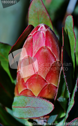 Image of Protea blossom bud