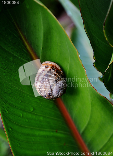 Image of garden snail