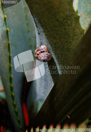 Image of garden snail