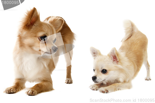 Image of playing chihuahuas