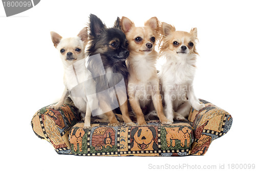 Image of chihuahua on sofa