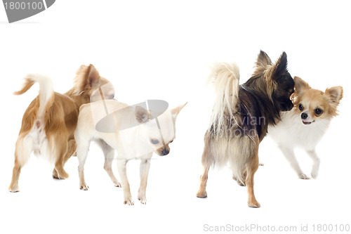 Image of playing chihuahuas