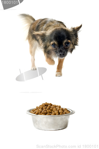 Image of chihuahua and food bowl