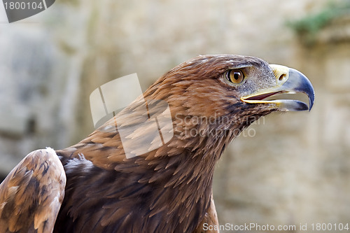 Image of Golden Eagle ,Aquila chrysaetos