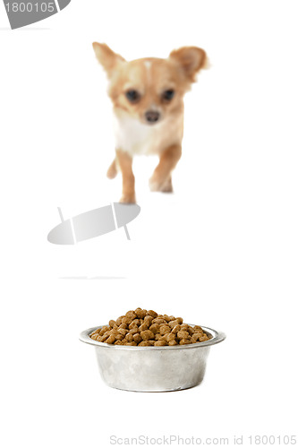 Image of chihuahua and food bowl