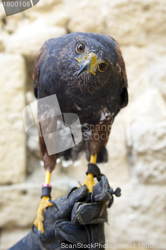 Image of Harris's Hawk