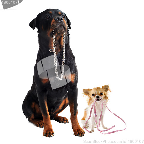 Image of dogs with collar and leash