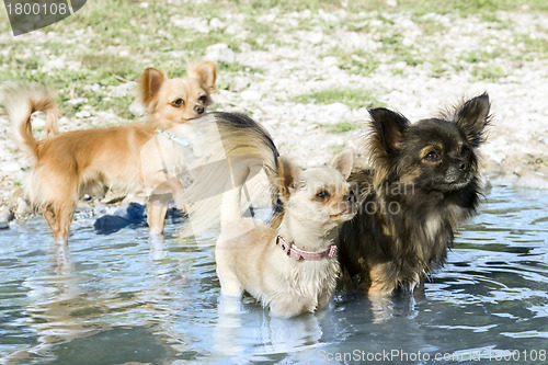 Image of chihuahuas in the river