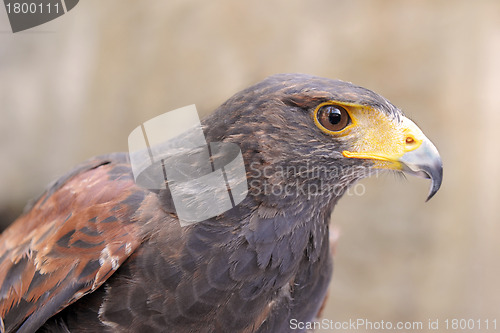 Image of Harris's Hawk