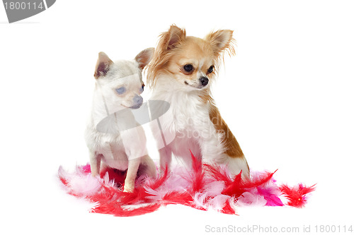 Image of chihuahuas with pink feather