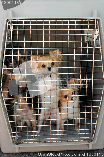 Image of dogs in kennel