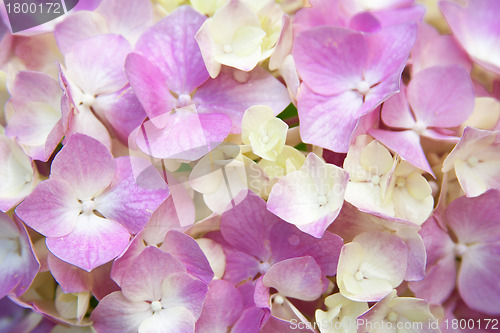 Image of  pink hydrangea