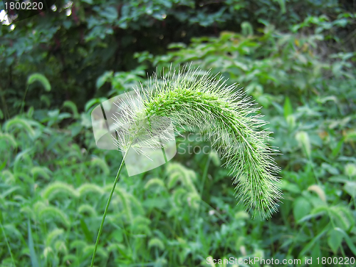 Image of Giant Foxtail