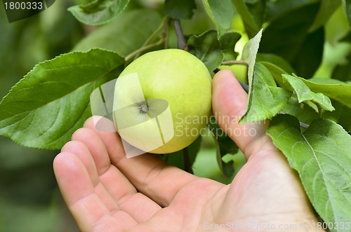 Image of Apple