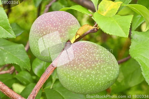 Image of Quincy fruits