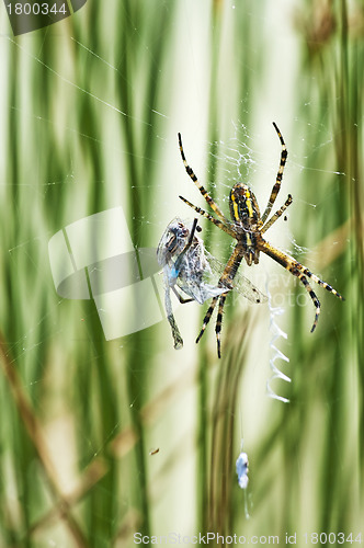 Image of spider with cought blue-tailed damselfly