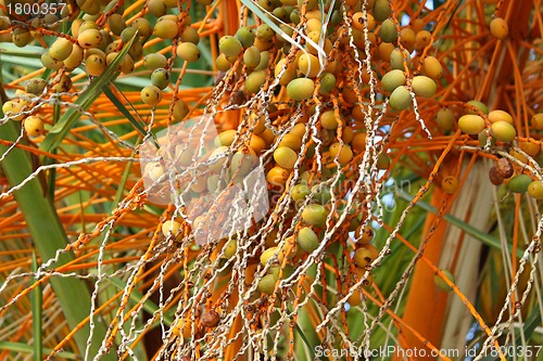 Image of Palm tree with fruits