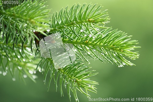 Image of Pine branch with raindrops