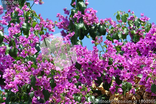 Image of Beautiful bougainvillea flowers