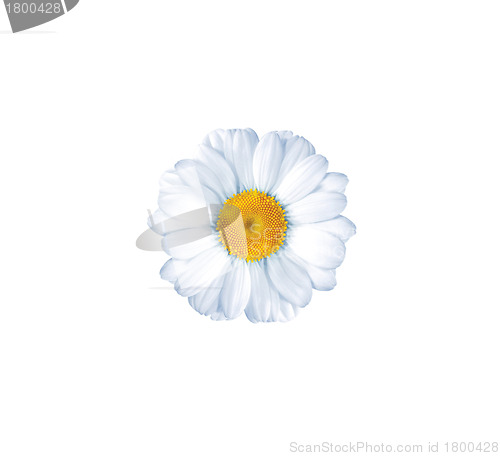 Image of beautiful flower daisy on white background