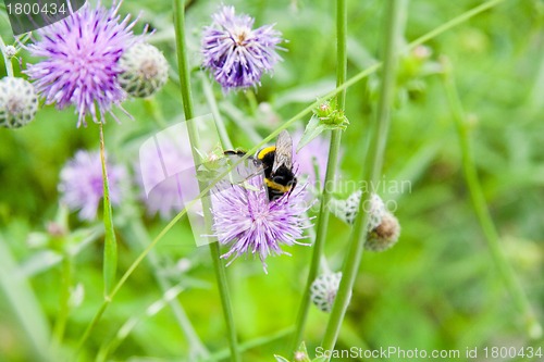 Image of SilberFlowers with bee