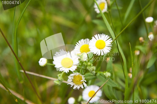 Image of White and yellow daisies