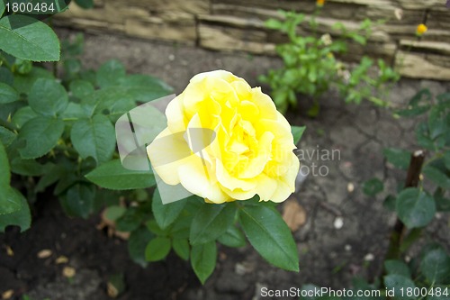 Image of yellow rose flower blossom