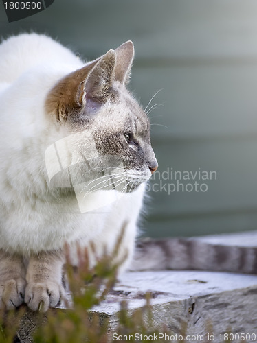 Image of cat portrait