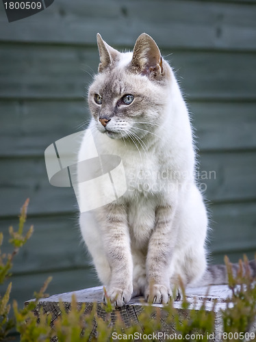 Image of cat portrait