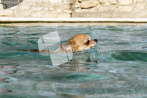Image of chihuahua in the water