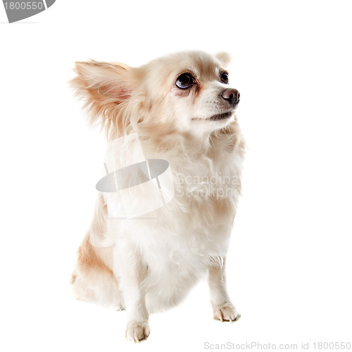 Image of old chihuahua