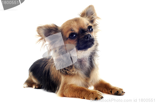Image of puppy chihuahua