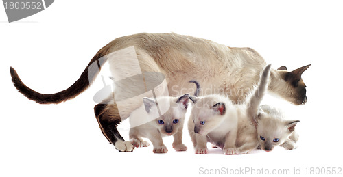 Image of Siamese kitten and mother