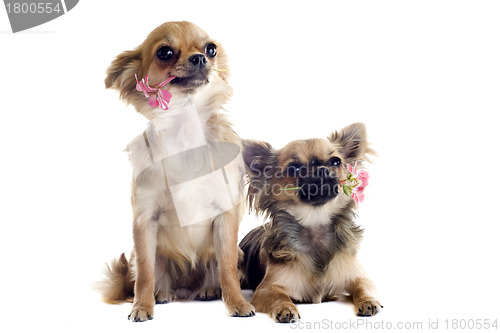 Image of chihuahuas and flowers