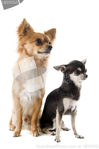 Image of puppy and adult chihuahua