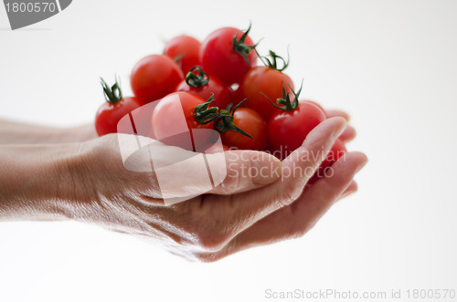 Image of Cherry Tomatoes in Womans Hands