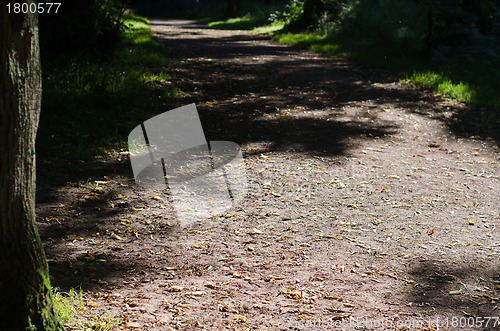 Image of Pathway Through Woodland