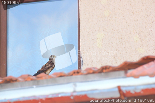 Image of falco in urban area