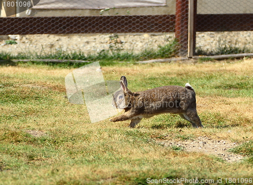 Image of funny rabbit