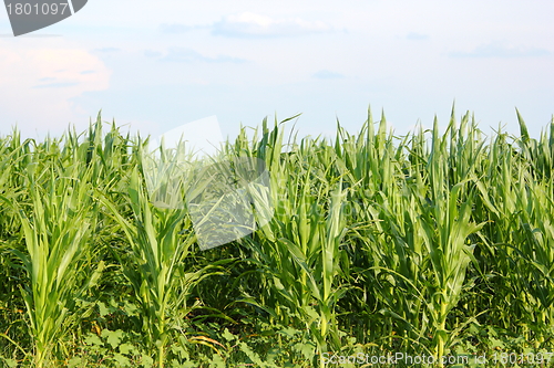 Image of maize field