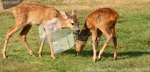 Image of roe deer babies