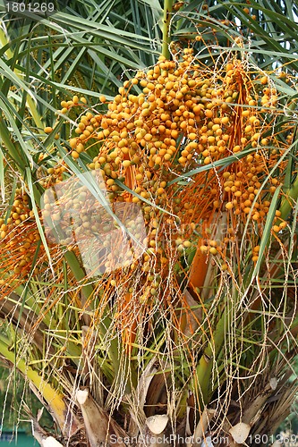 Image of Palm tree with fruits