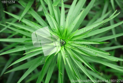 Image of Green plant background