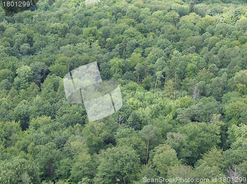 Image of Black forest