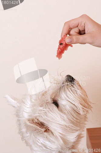 Image of Westie