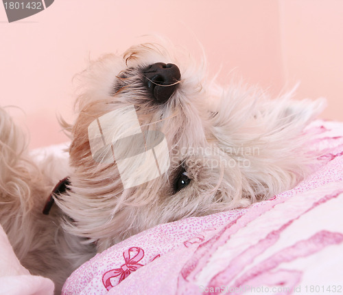 Image of Dog sleeping.