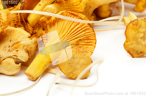 Image of Fresh Raw Chanterelle Mushrooms