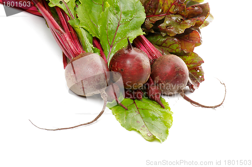 Image of Bunch of Perfect Raw Young Beets and Beet Tops
