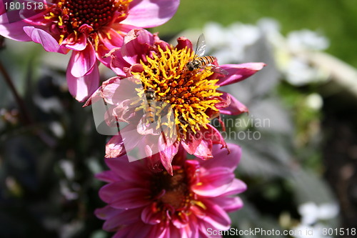 Image of Summer dahlia and bee