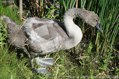 Image of Swan  nestling